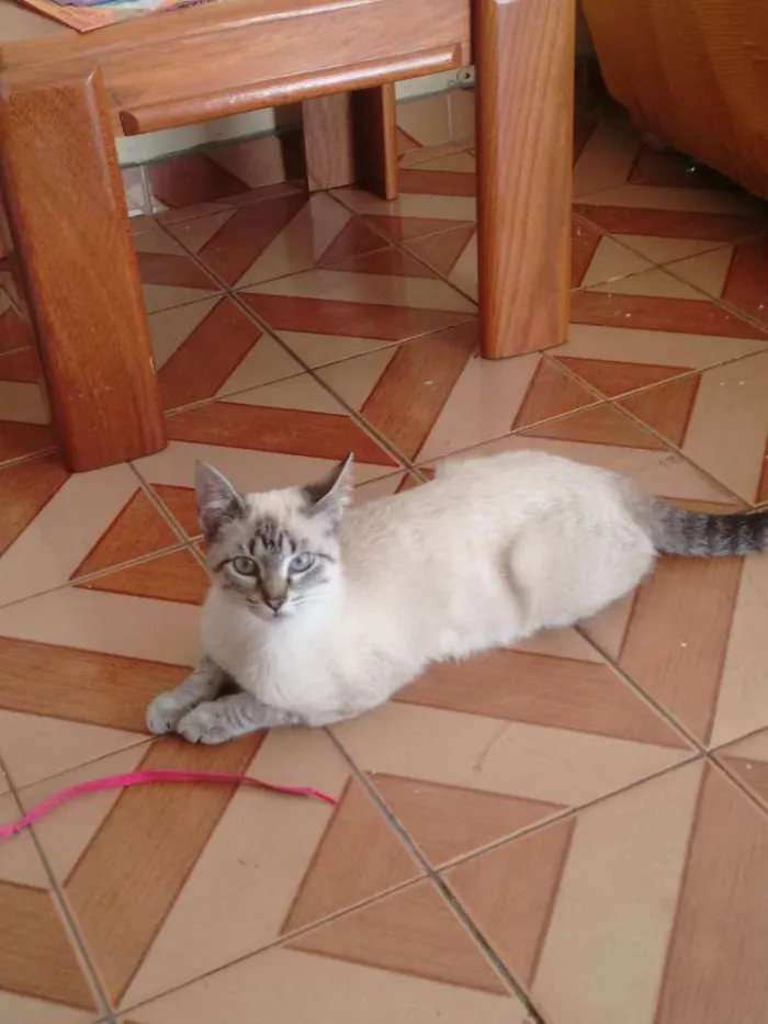 Gato ra a  idade  nome Sem nome