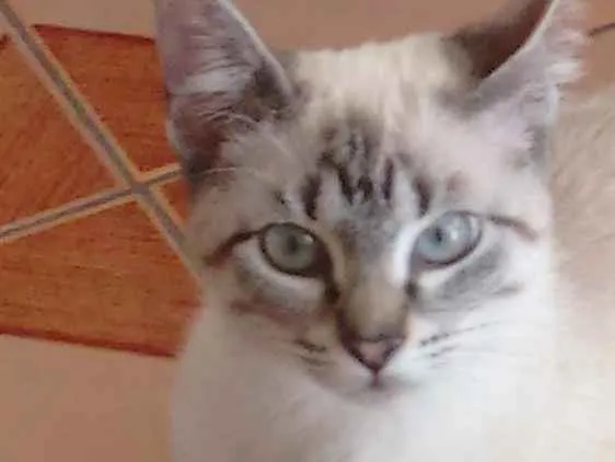 Gato ra a  idade  nome Sem nome