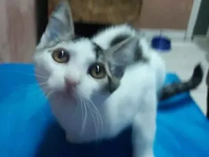 Gato raça Srd idade 2 a 6 meses nome Mimo
