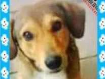 Cachorro ra a SRD idade 2 anos nome Bidu