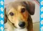Cachorro raça SRD idade 2 anos nome Bidu