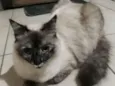 Juju