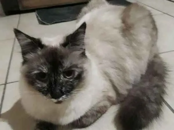 Gato ra a SRD idade 7 a 11 meses nome Juju