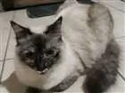 Gato raça SRD idade 7 a 11 meses nome Juju