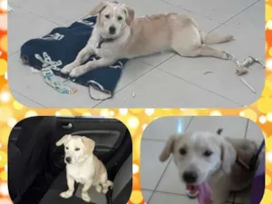 Cachorro raça SRD idade 1 ano nome Slach