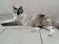 Nina