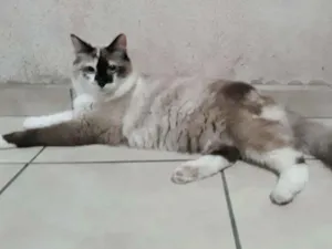 Gato raça SRD idade 7 a 11 meses nome Nina