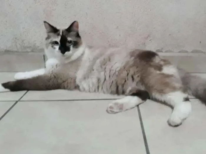 Gato ra a SRD idade 7 a 11 meses nome Nina