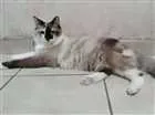 Gato raça SRD idade 7 a 11 meses nome Nina