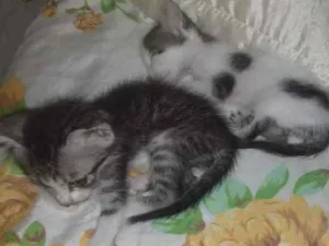 Gato raça indefinida idade Abaixo de 2 meses nome nina lua pretinha pi