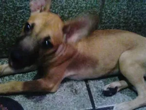 Cachorro raça Pé duro misturado idade 2 a 6 meses nome Snoop