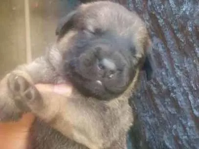 Cachorro ra a viralata idade 2 a 6 meses nome vc que da o nom