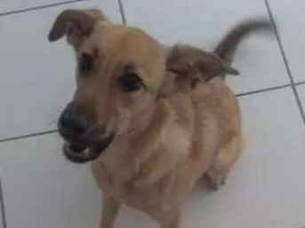 Cachorro ra a SRD idade 1 ano nome Princesa