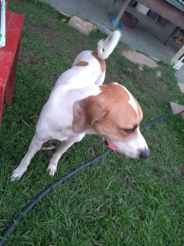 Cachorro ra a Vira lata idade 2 anos nome Pepe