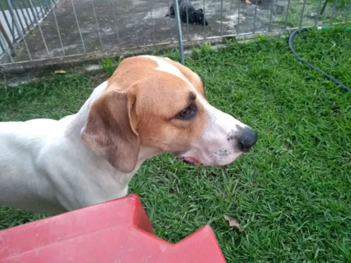 Cachorro ra a Vira lata idade 2 anos nome Pepe