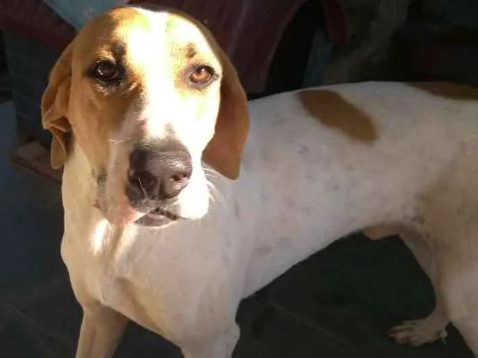Cachorro ra a Vira lata idade 2 anos nome Pepe