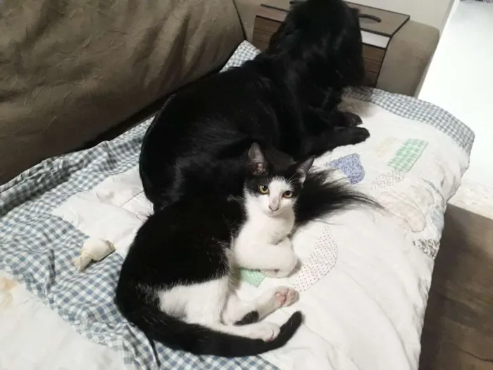 Gato ra a SRD  idade 2 a 6 meses nome Freddy e Ammy