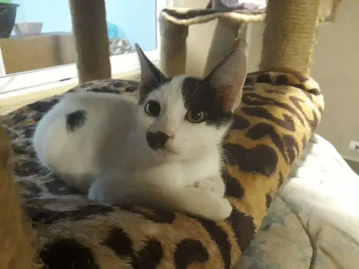 Gato ra a SRD  idade 2 a 6 meses nome Freddy e Ammy