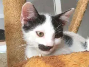Gato raça SRD  idade 2 a 6 meses nome Freddy e Ammy