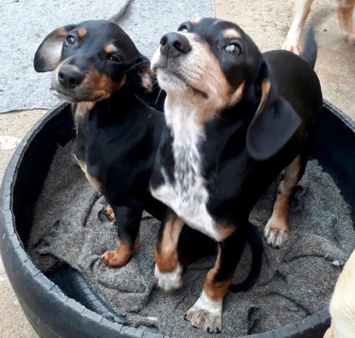 Cachorro ra a SRD  idade  nome Familia Vinicius