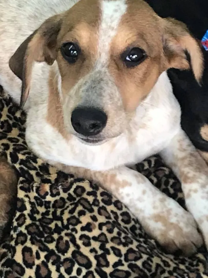 Cachorro ra a SRD  idade  nome Familia Vinicius