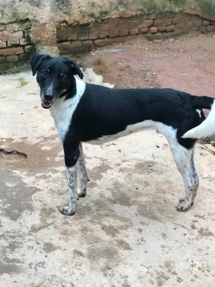 Cachorro ra a SRD idade  nome Biel