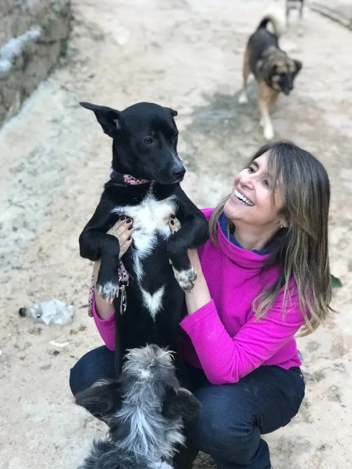 Cachorro ra a SRD idade  nome Spike