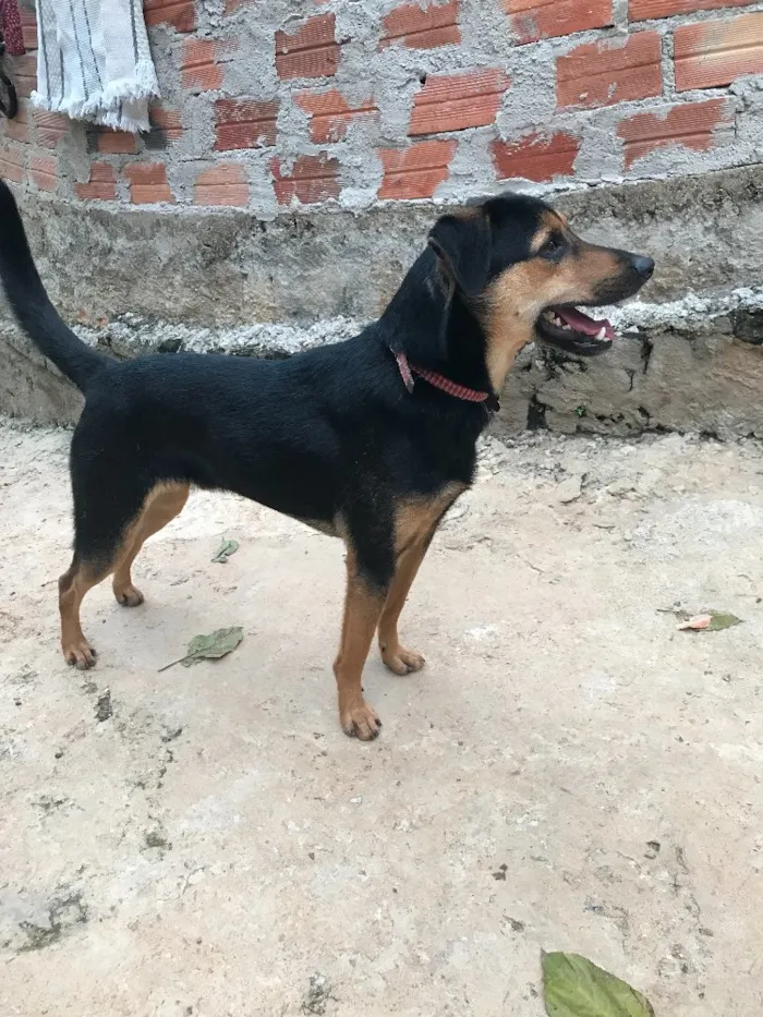 Cachorro ra a SRD idade  nome Nero