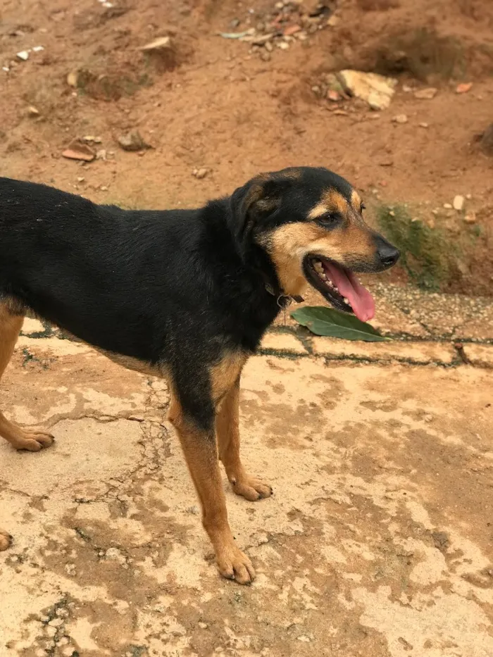 Cachorro ra a SRD idade  nome Nero