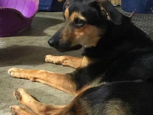 Cachorro ra a SRD idade  nome Nero