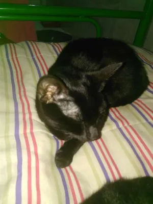 Gato raça Vira lata idade 2 a 6 meses nome Salém