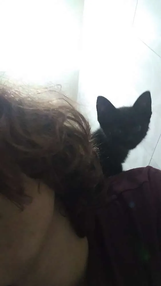 Gato ra a Vira lata idade 2 a 6 meses nome Salém