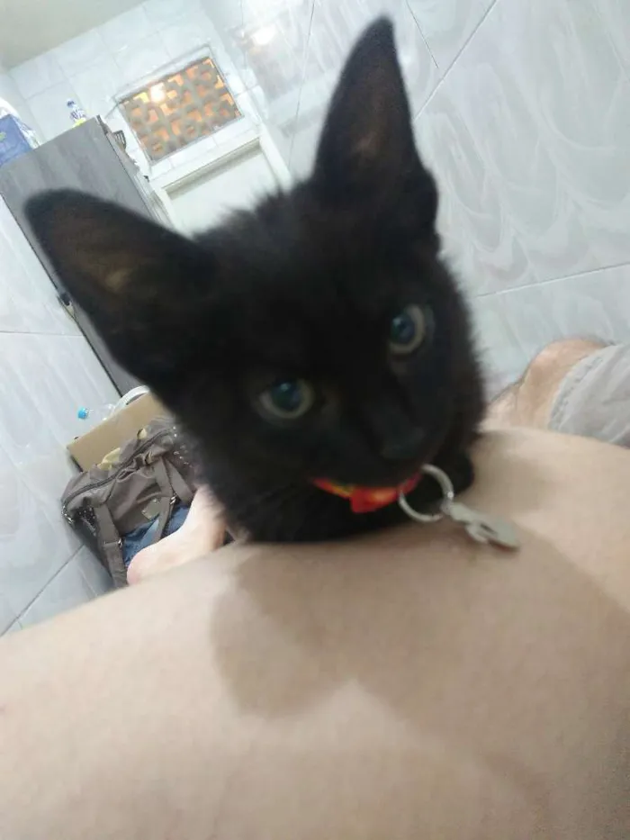 Gato ra a Vira lata idade 2 a 6 meses nome Salém
