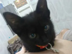Gato raça Vira lata idade 2 a 6 meses nome Salém