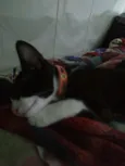 Merlin