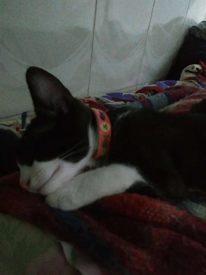 Gato ra a Vira lata idade 2 a 6 meses nome Merlin