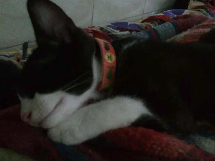 Gato ra a Vira lata idade 2 a 6 meses nome Merlin
