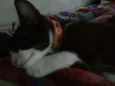 Merlin