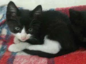 Gato raça Vira lata idade 2 a 6 meses nome Merlin