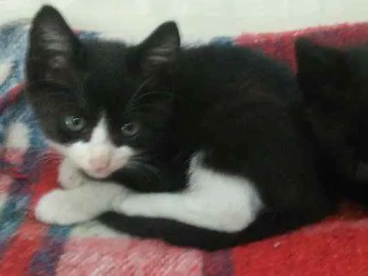 Gato ra a Vira lata idade 2 a 6 meses nome Merlin