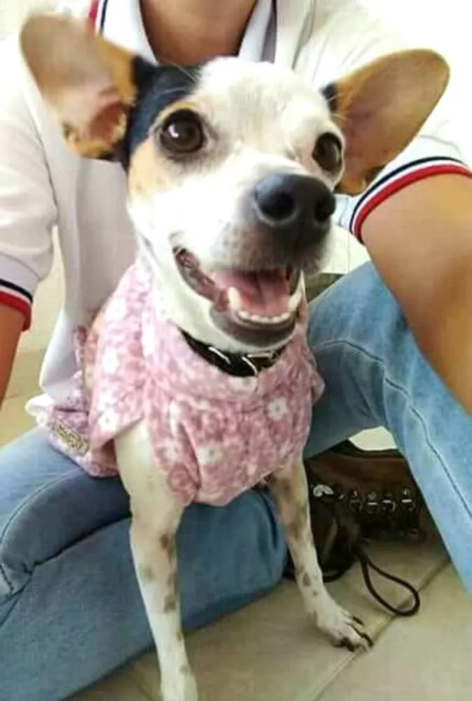 Cachorro ra a  idade 3 anos nome Belinha 2