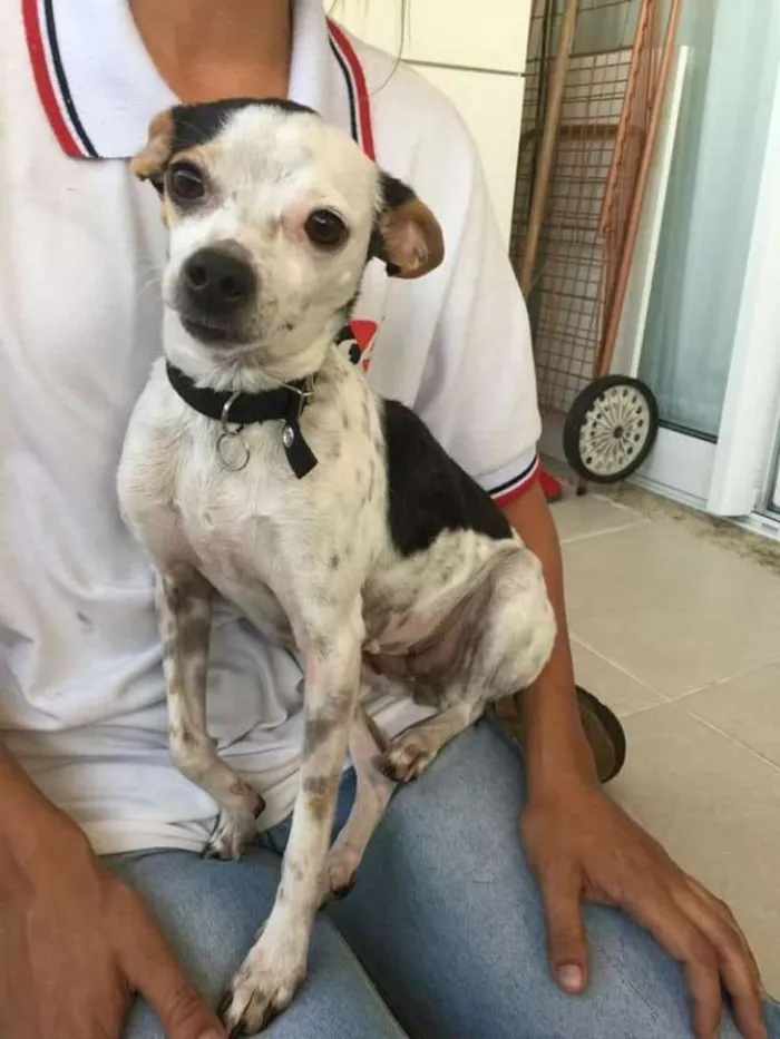 Cachorro ra a  idade 3 anos nome Belinha 2