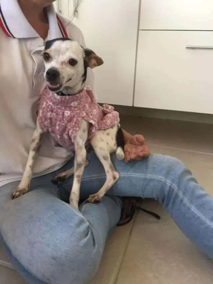 Cachorro ra a  idade 3 anos nome Belinha 2
