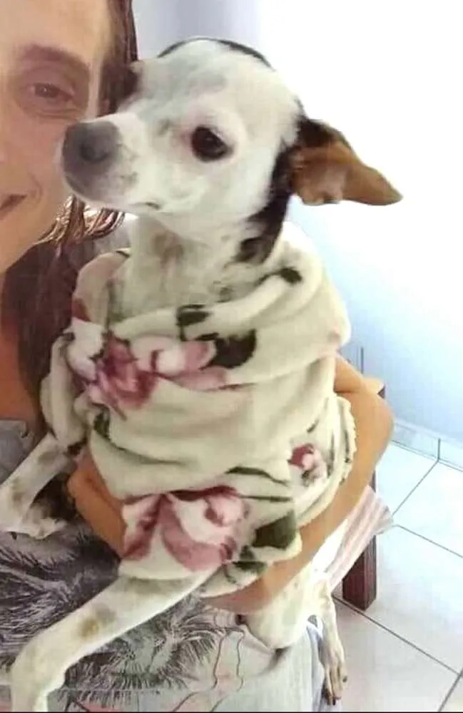 Cachorro ra a  idade 3 anos nome Belinha 2