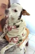 Belinha 2