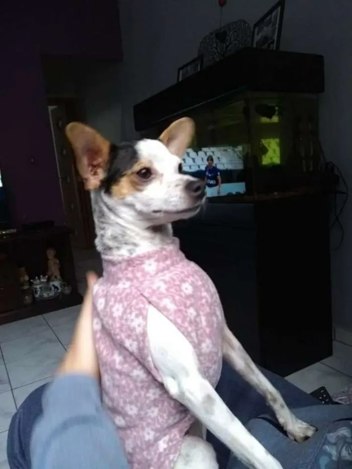 Cachorro ra a  idade 3 anos nome Belinha 2