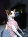 Belinha 2