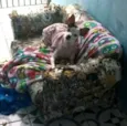Belinha 2