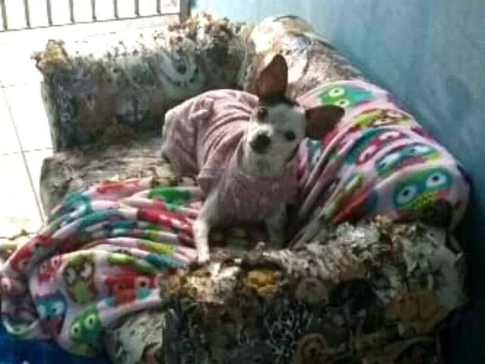 Cachorro ra a  idade 3 anos nome Belinha 2