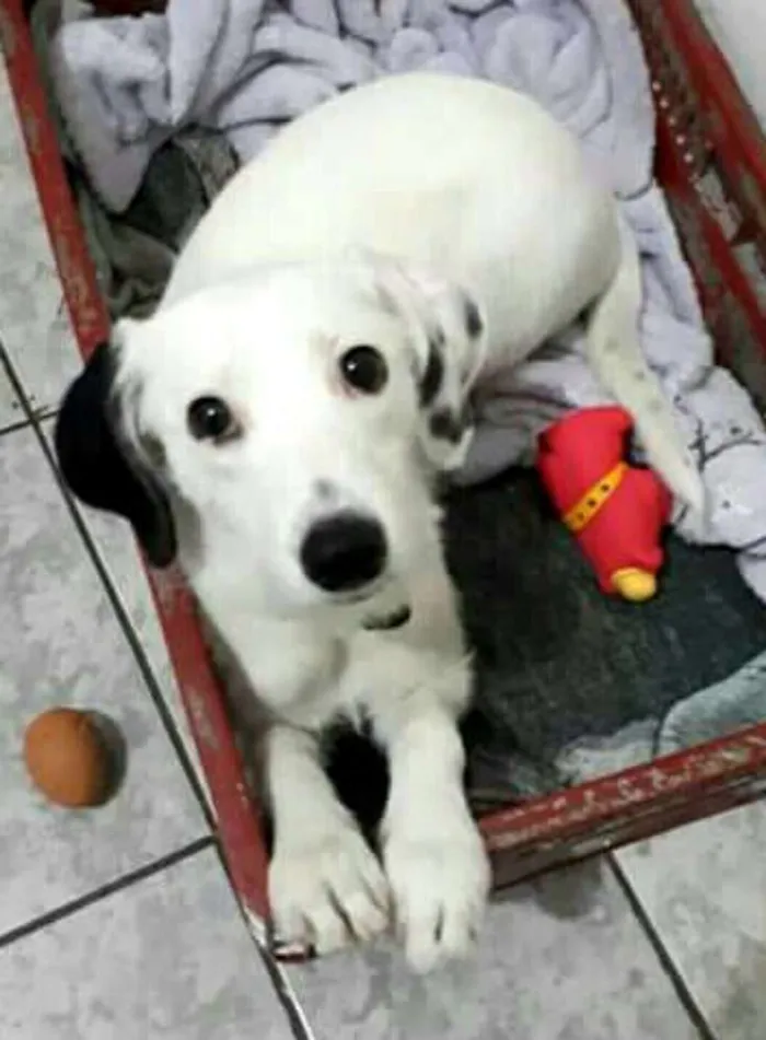 Cachorro ra a  idade 7 a 11 meses nome Pérola 